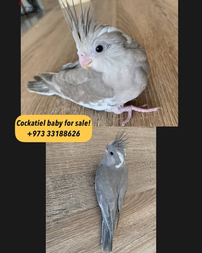Cockatiel baby