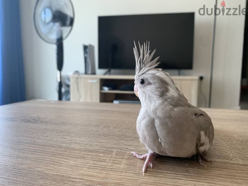 Cockatiel baby 1