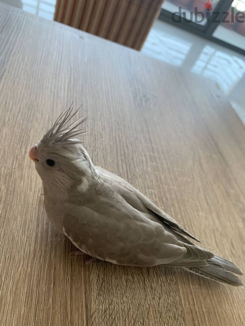 Cockatiel baby 2