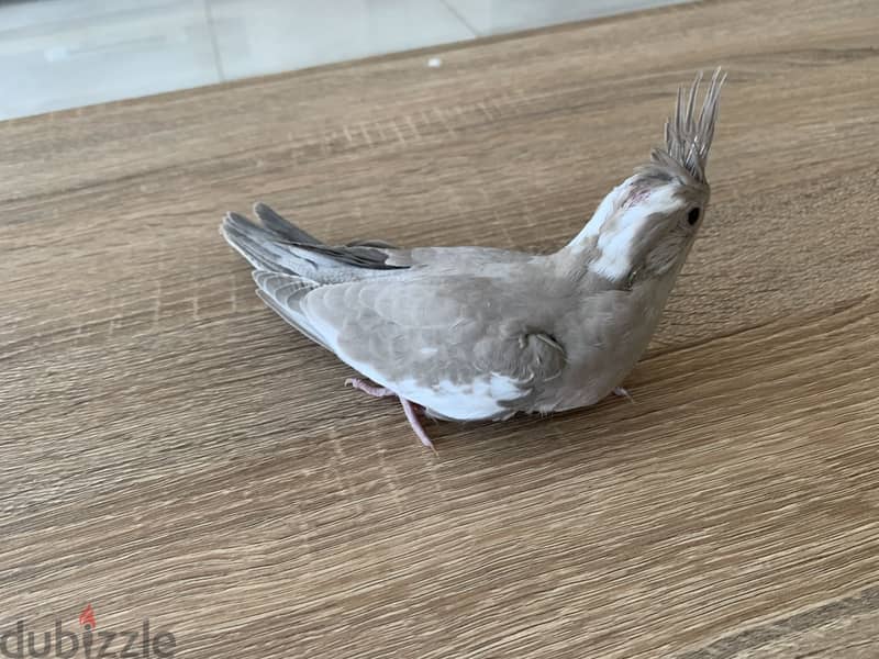Cockatiel baby 3