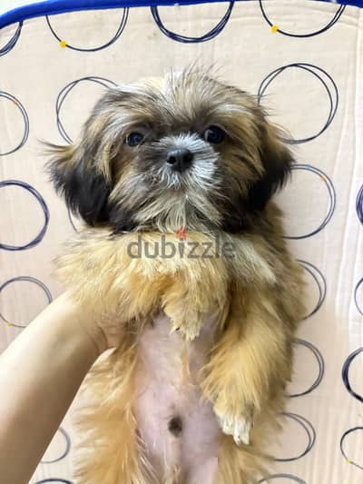 Shihtzu