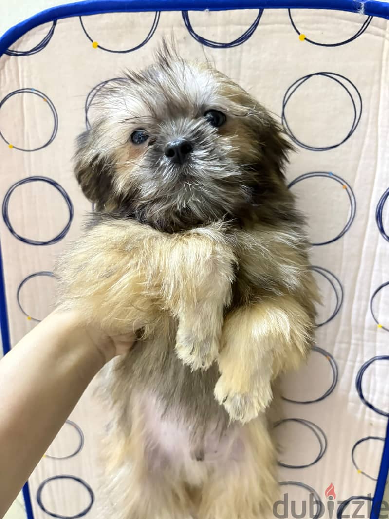 Shihtzu 1