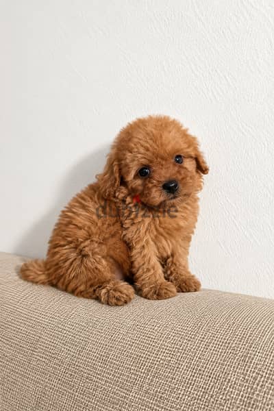 Mini toy poodle male and female