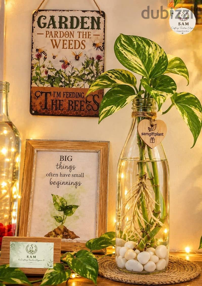cofmy corner setup with stand n accessories n beautiful plants 1