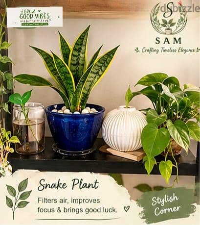 cofmy corner setup with stand n accessories n beautiful plants 3
