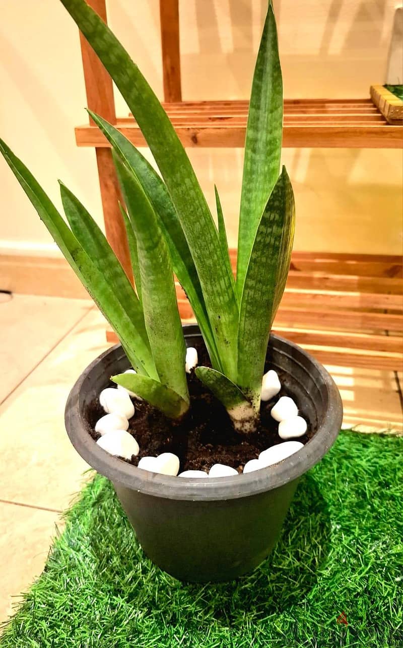cofmy corner setup with stand n accessories n beautiful plants 4