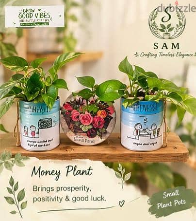 cofmy corner setup with stand n accessories n beautiful plants 5