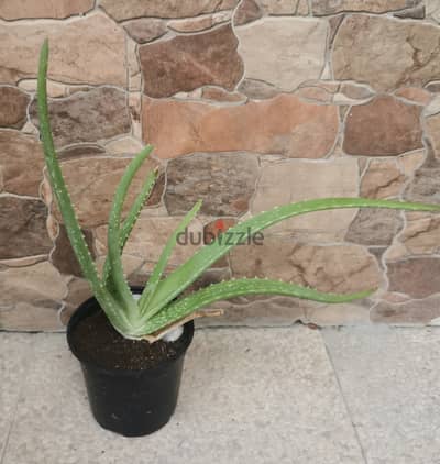 Aloe vera