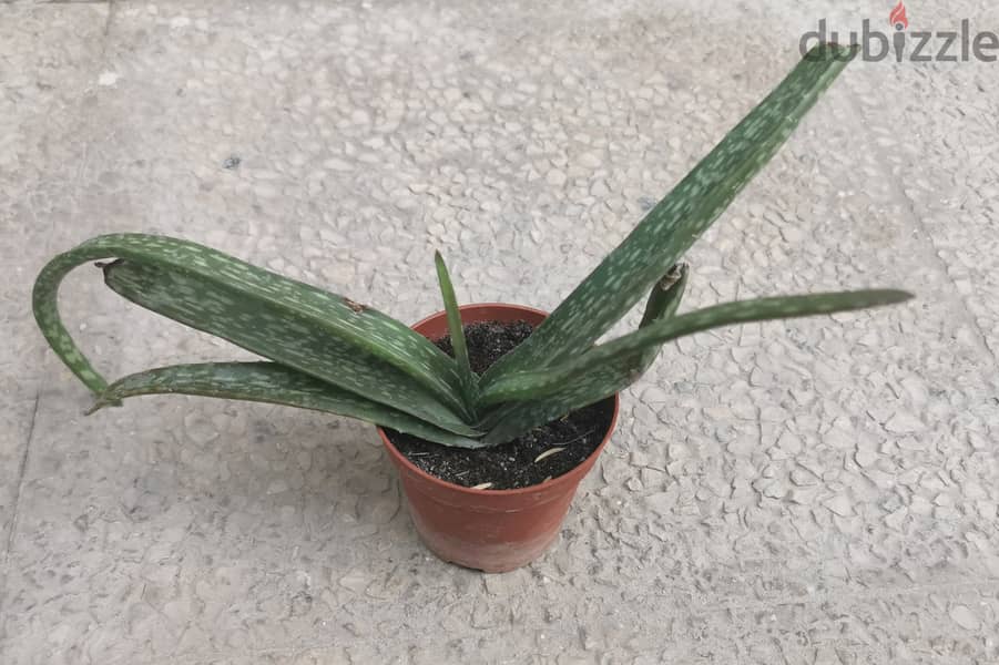 Aloe vera 1