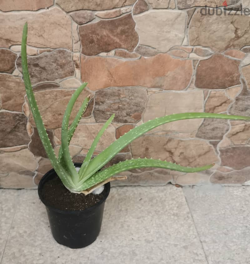 2 Aloe veras 1