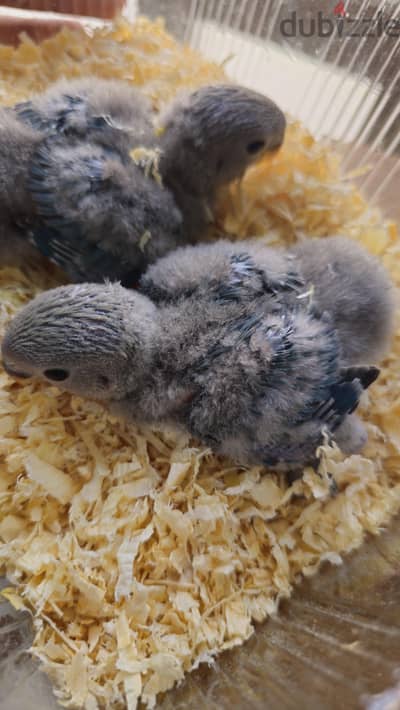 فروخ لوفبيرد للبيع | Baby Lovebirds for Sale