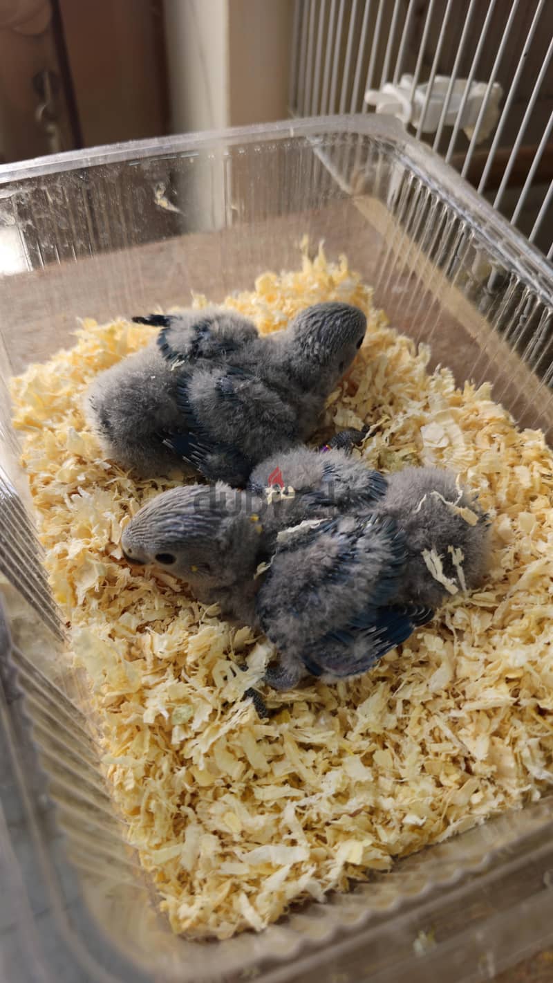 فروخ لوفبيرد للبيع | Baby Lovebirds for Sale 1