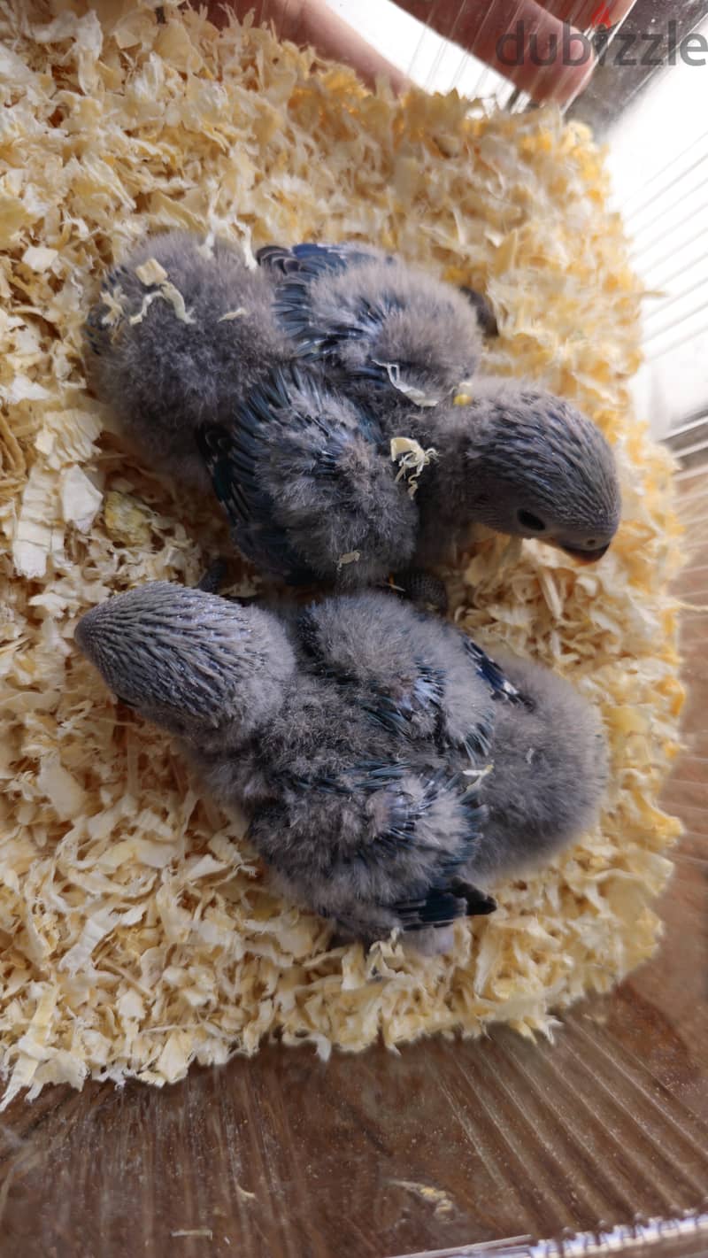 فروخ لوفبيرد للبيع | Baby Lovebirds for Sale 2