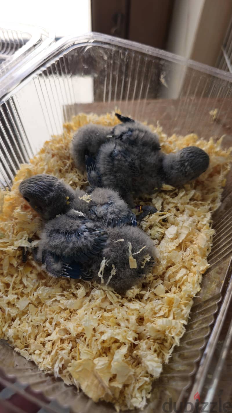 فروخ لوفبيرد للبيع | Baby Lovebirds for Sale 3