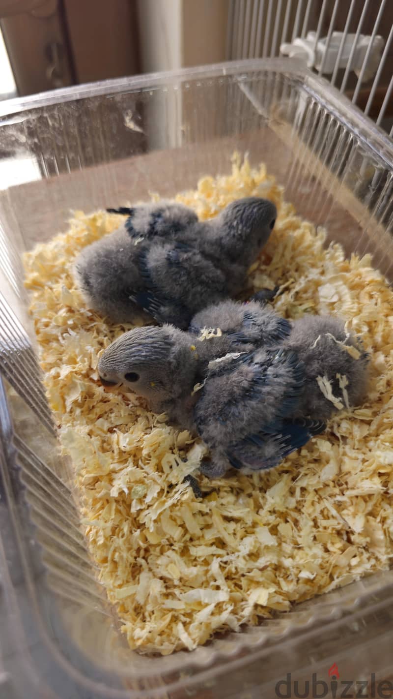 فروخ لوفبيرد للبيع | Baby Lovebirds for Sale 4