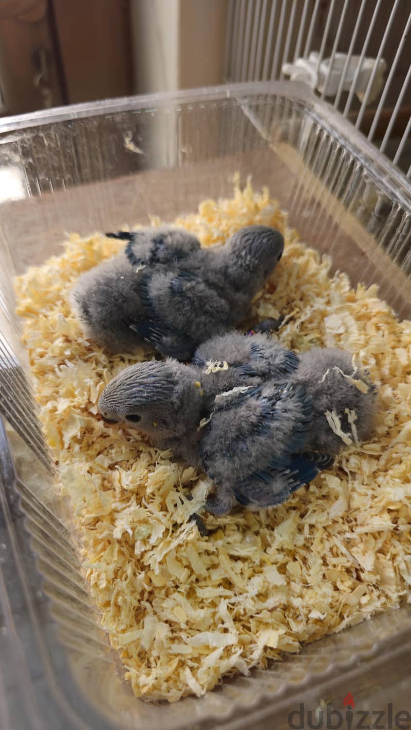 فروخ لوفبيرد للبيع | Baby Lovebirds for Sale 5