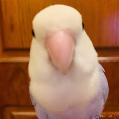 tamed love birds for sale