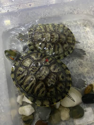 السلاحف المائية حمراء الأذنين متوسطة الحجم( Red-eared Slider)