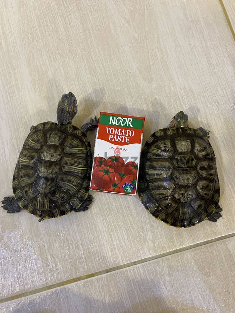 السلاحف المائية حمراء الأذنين متوسطة الحجم( Red-eared Slider) 2
