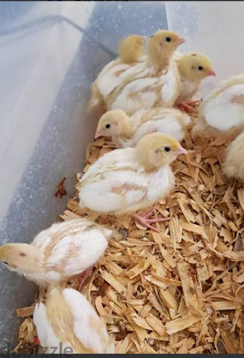 quail chicken urgent for sale. . 1