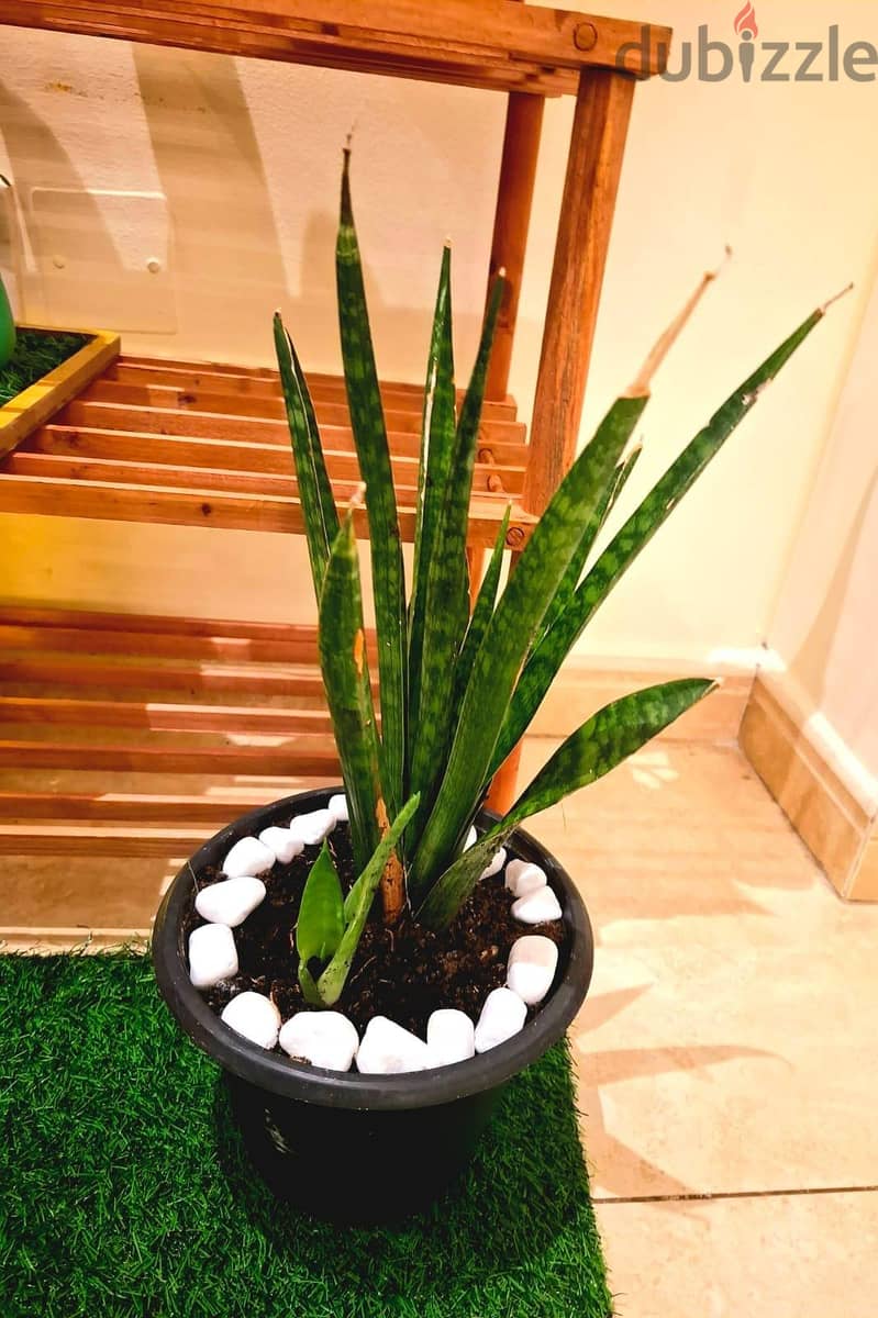 cozzy comfy plant cirner with accessosries 7