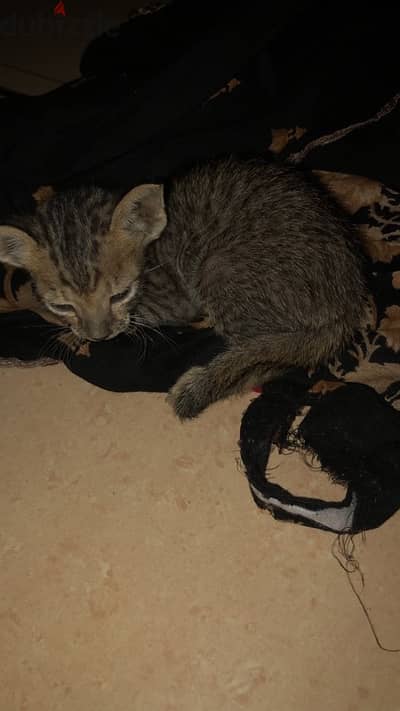 cat/kitten for adoption