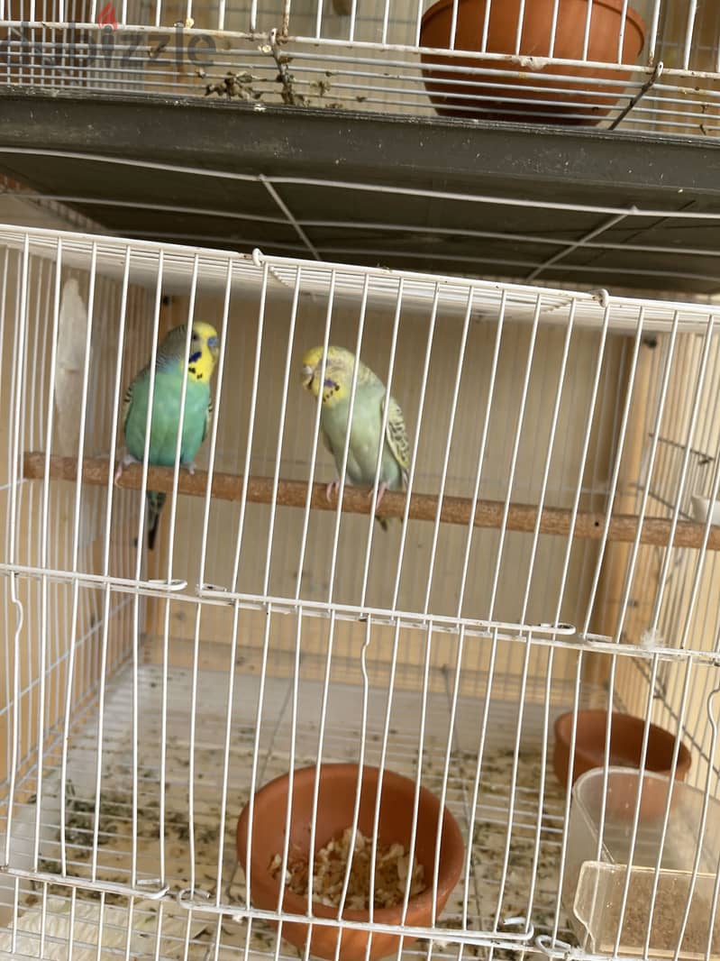 Confirmed pair with cage and box 1