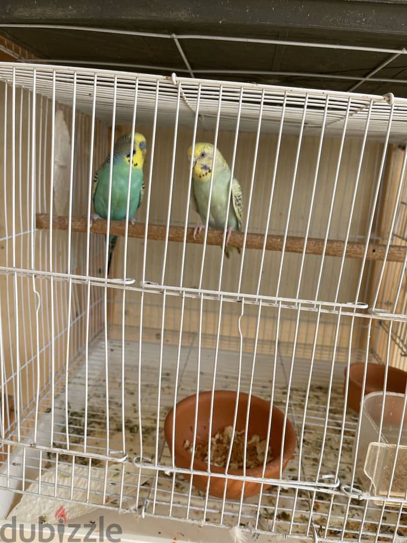 Confirmed pair with cage and box 2