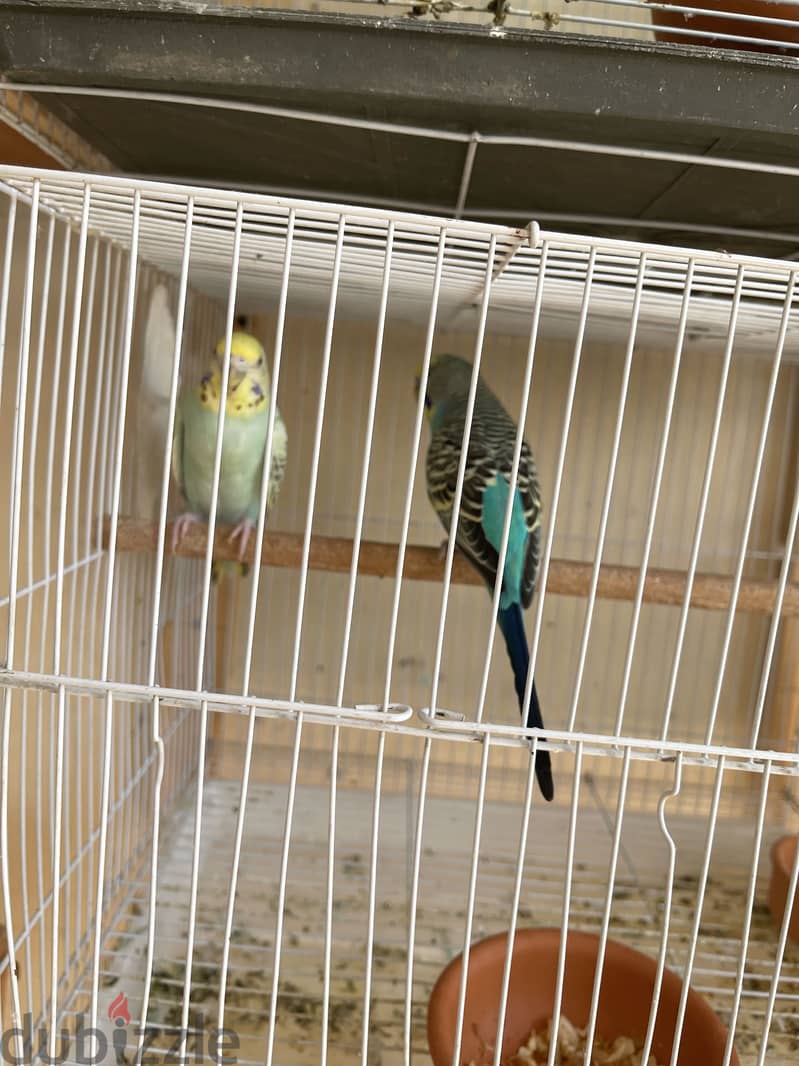 Confirmed pair with cage and box 3
