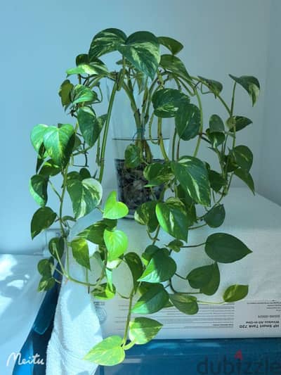 house plant