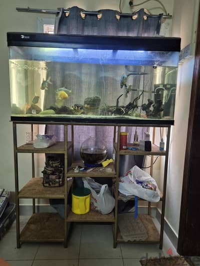 fishtank aquarium