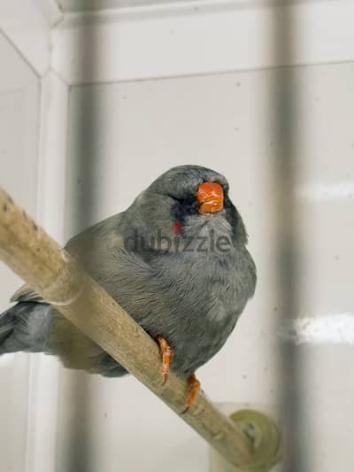 Zebra finches for sale