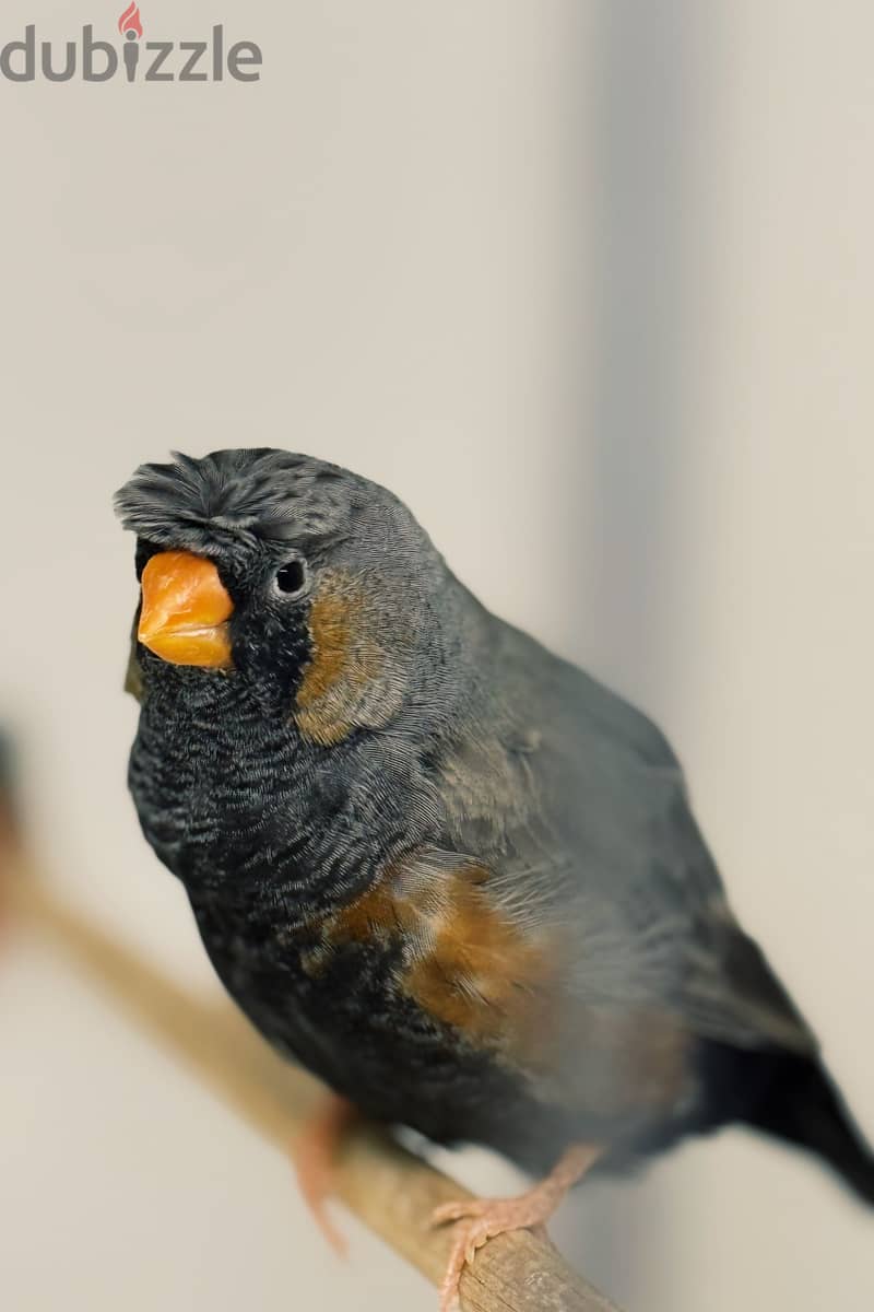 Zebra finches for sale 1