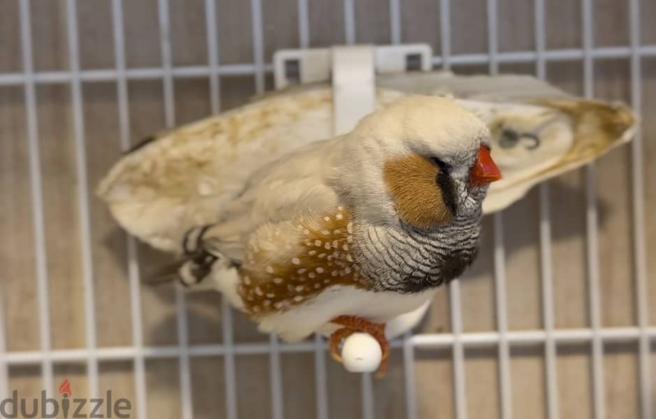 Zebra finches for sale 3