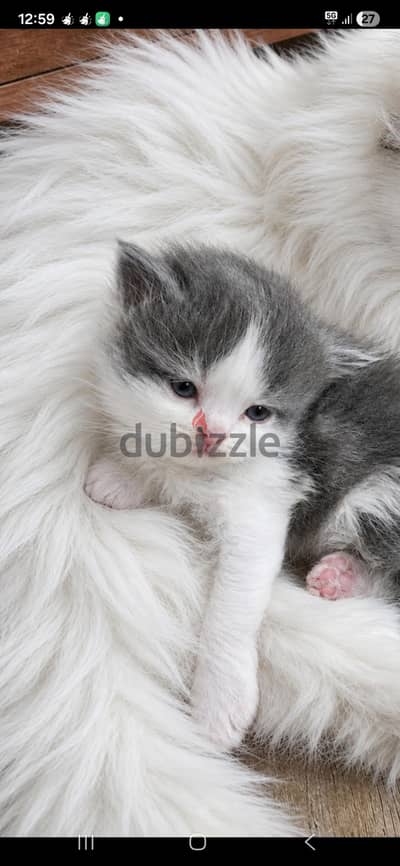 nice kitten 33966200