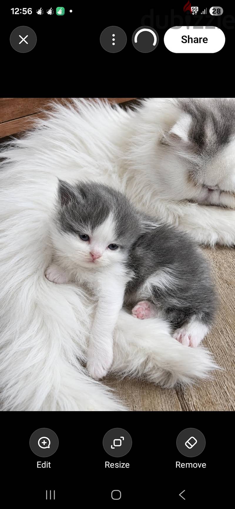 nice kitten 33966200 1
