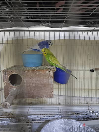 2 birds for sale