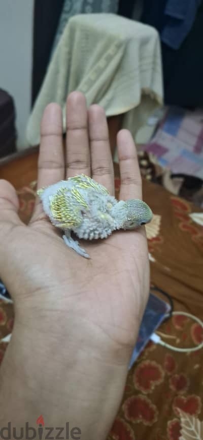 buggies baby for had feed in good quality