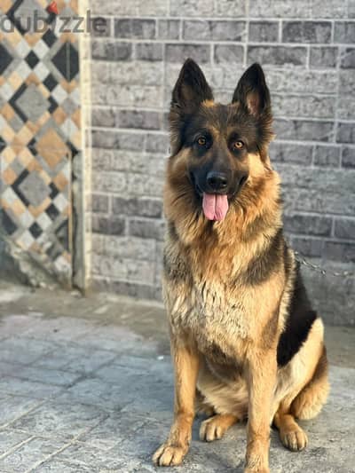 German for adoption