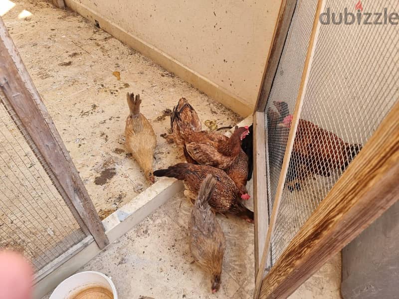 ديوك بحريني و باكستاني 3