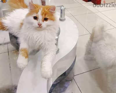 Cat for Adoption