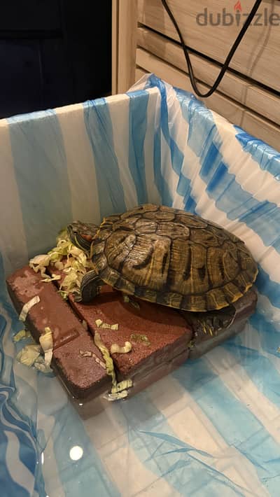 red eared slider for sale