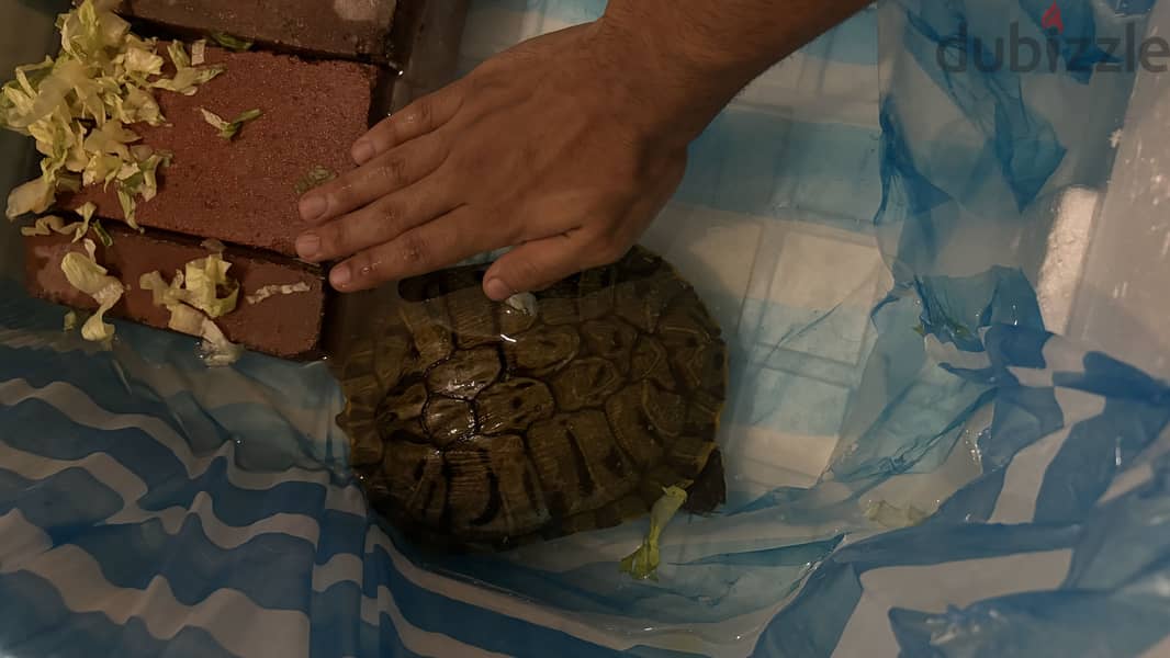 red eared slider for sale 1