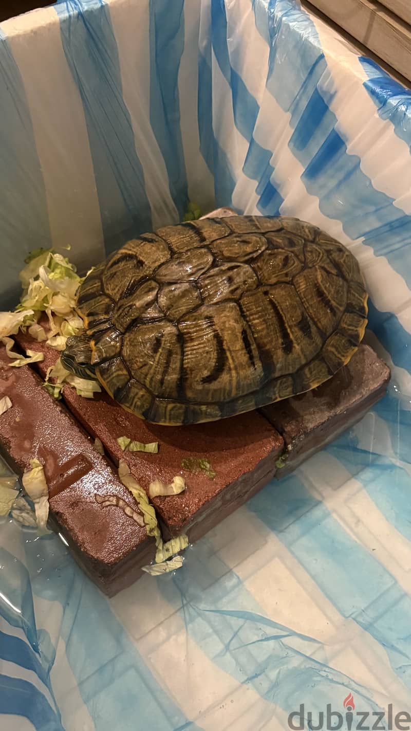 red eared slider for sale 2