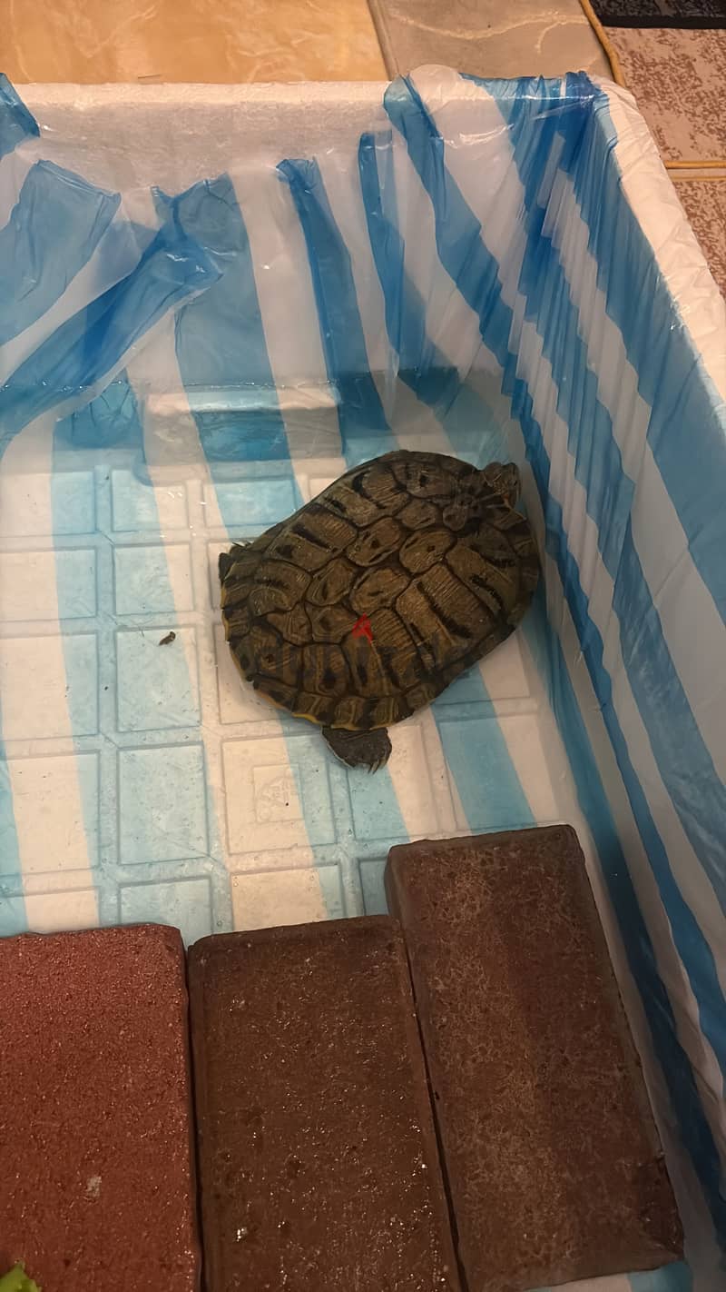 red eared slider for sale 3