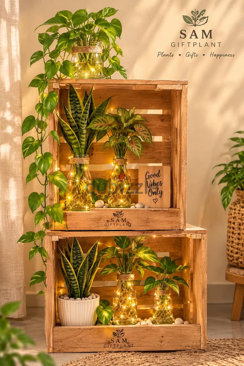 wooden pots with gift packing 8