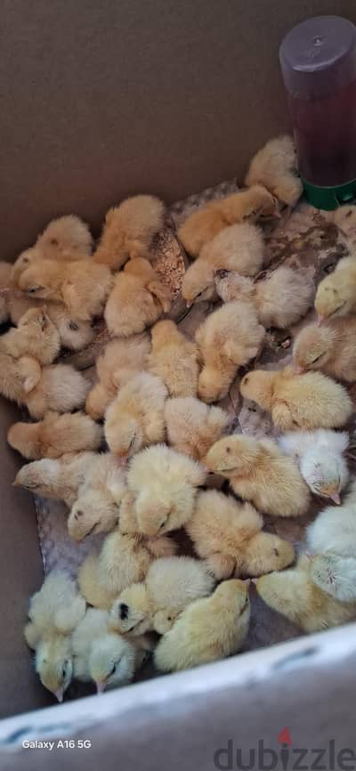 texas quail chicks  for sale (2piece 1bd)