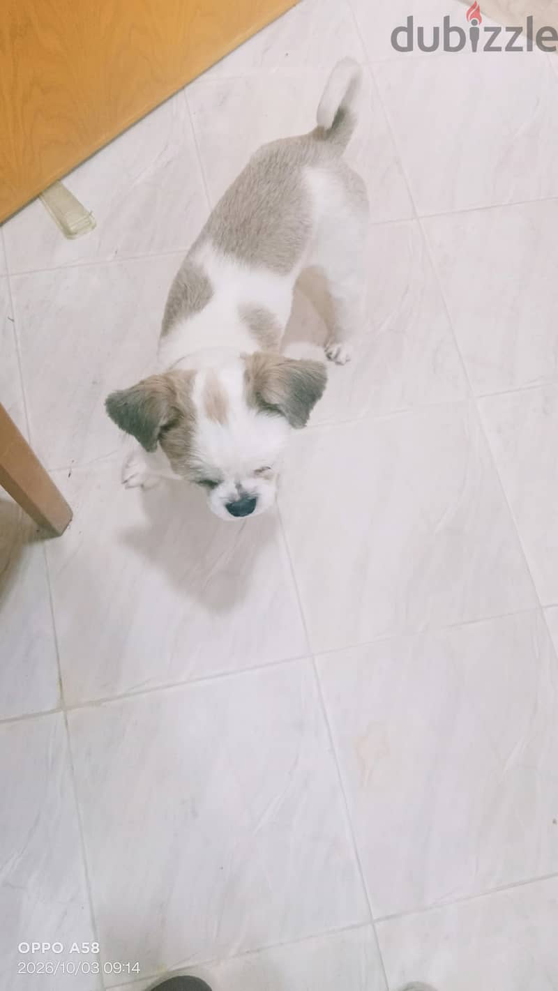 Adoption 1