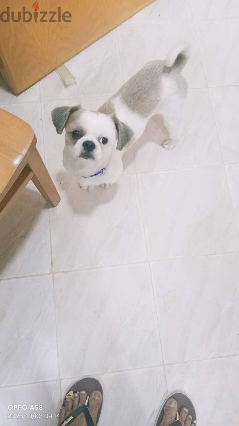 Adoption 2