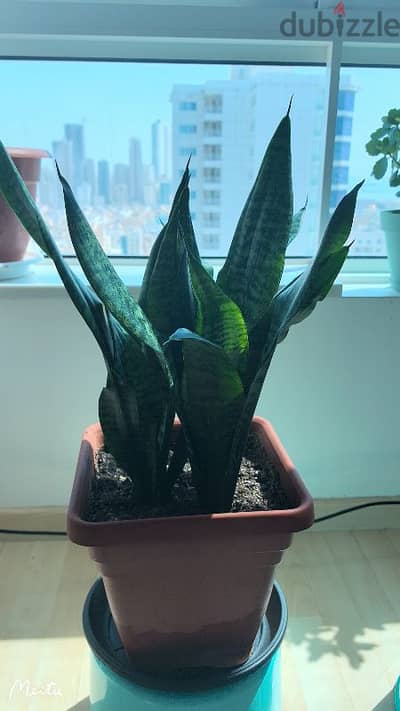 house plants